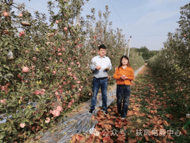 助农增收促振兴 陕西扶风电商在行动