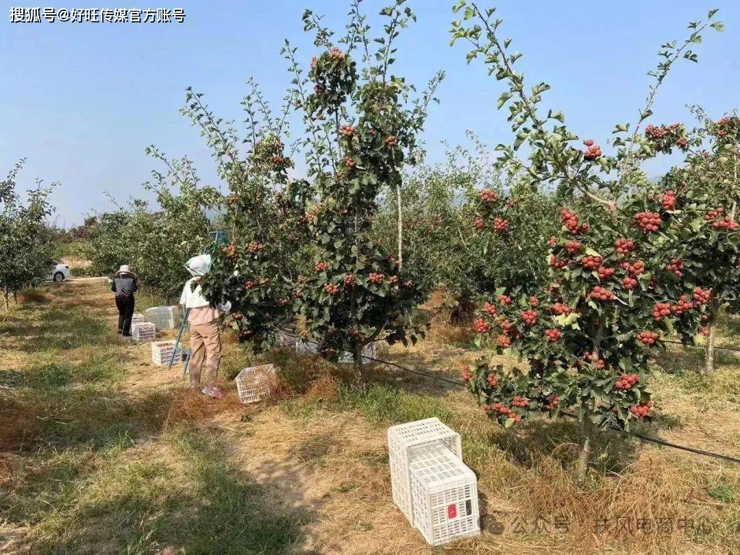 助农增收促振兴 陕西扶风电商在行动