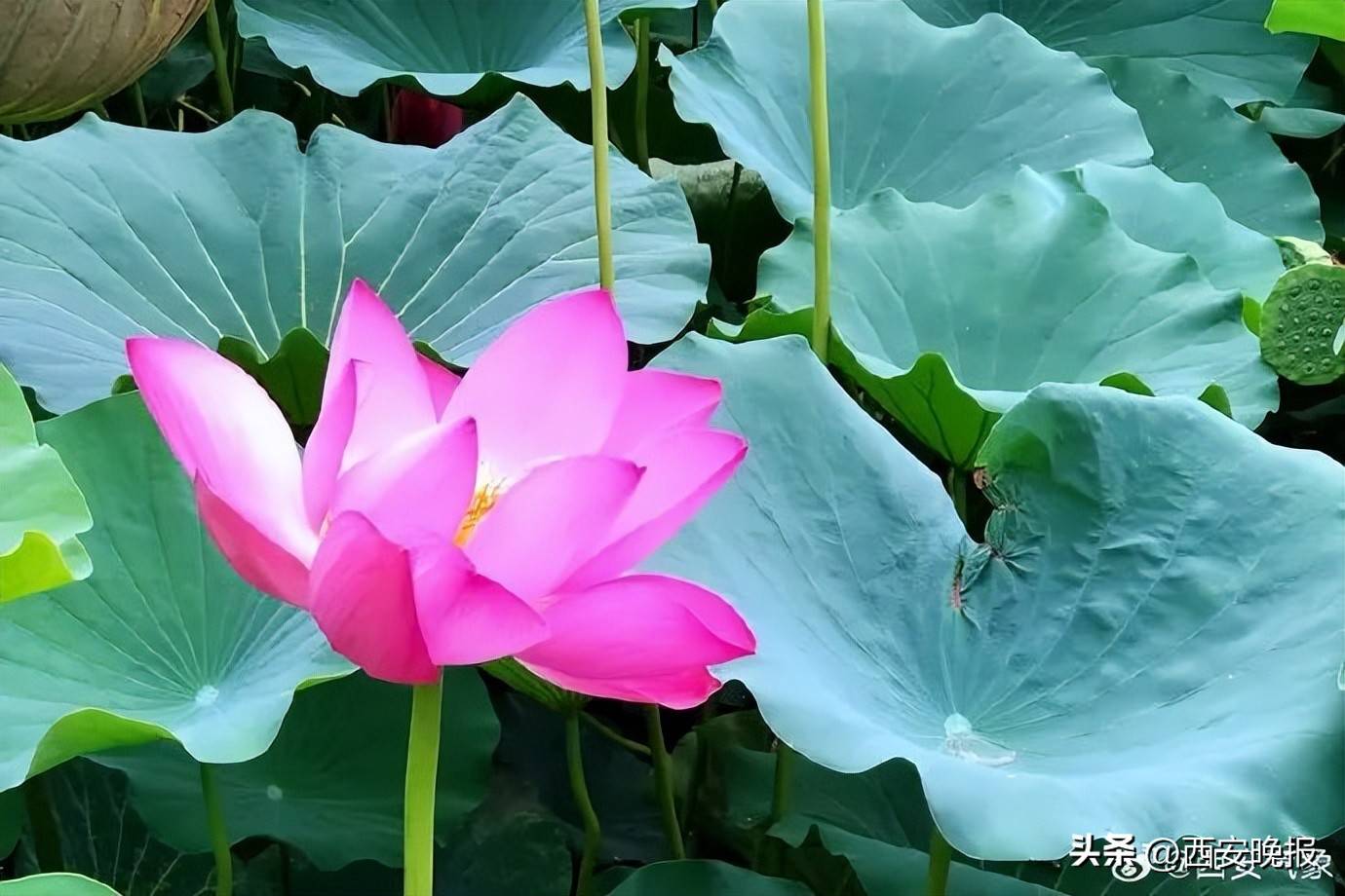 极端性强！陕西暴雨、雷暴大风、冰雹要来！西安降雨降温时间确定！